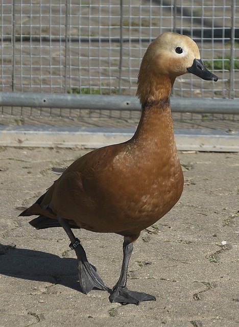 重要趋势
